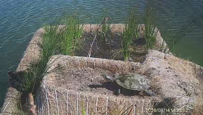 Turtle Island wildlife capture