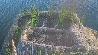 Turtle Island wildlife capture