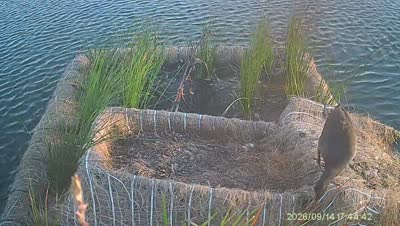 Turtle Island wildlife capture