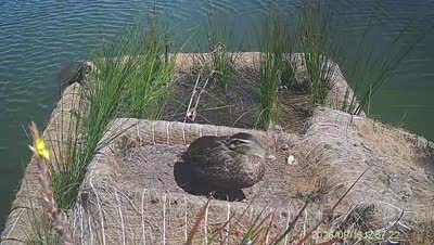 Turtle Island wildlife capture
