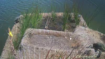 Turtle Island wildlife capture