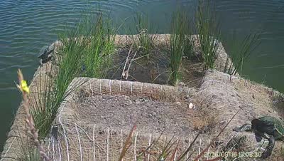 Turtle Island wildlife capture