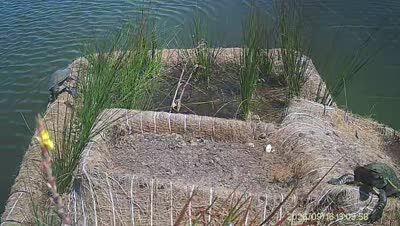 Turtle Island wildlife capture