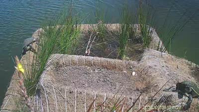Turtle Island wildlife capture