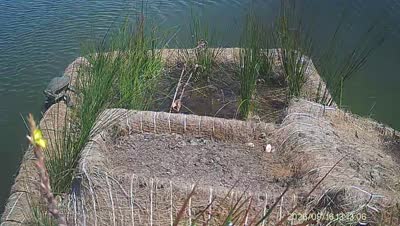 Turtle Island wildlife capture