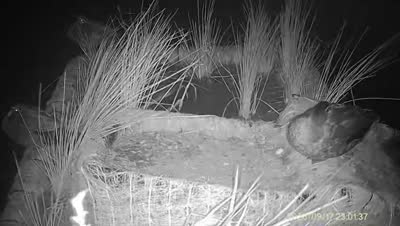 Turtle Island wildlife capture