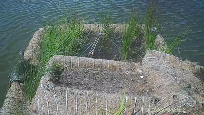Turtle Island wildlife capture