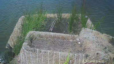 Turtle Island wildlife capture