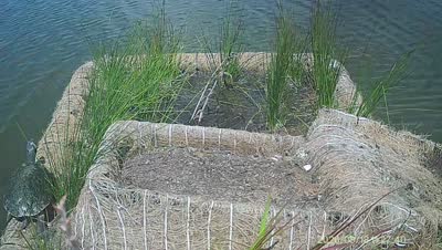 Turtle Island wildlife capture