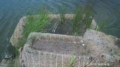 Turtle Island wildlife capture