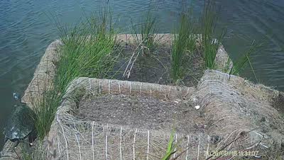 Turtle Island wildlife capture