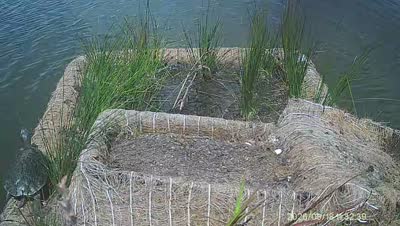 Turtle Island wildlife capture
