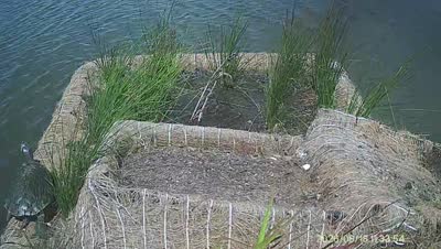 Turtle Island wildlife capture