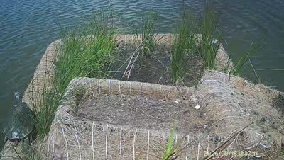Turtle Island wildlife capture