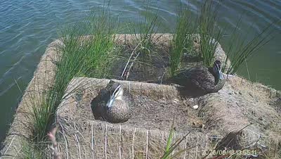 Turtle Island wildlife capture