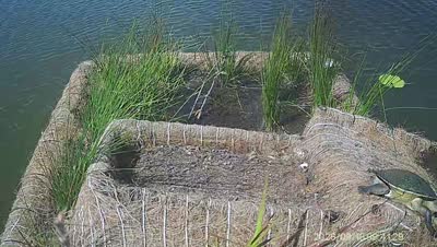 Turtle Island wildlife capture