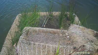 Turtle Island wildlife capture