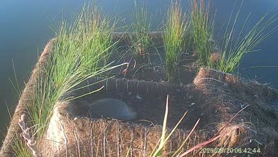 Turtle Island wildlife capture