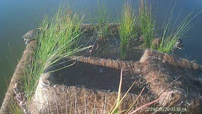 Turtle Island wildlife capture
