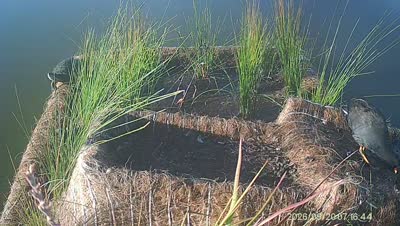 Turtle Island wildlife capture