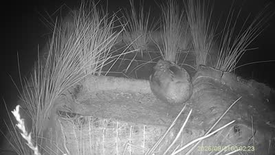 Turtle Island wildlife capture