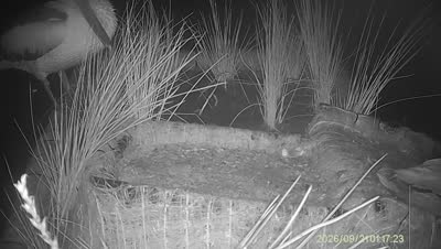 Turtle Island wildlife capture