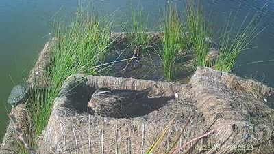 Turtle Island wildlife capture