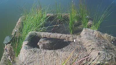 Turtle Island wildlife capture