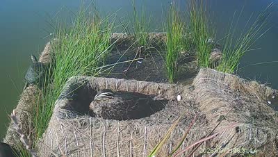 Turtle Island wildlife capture