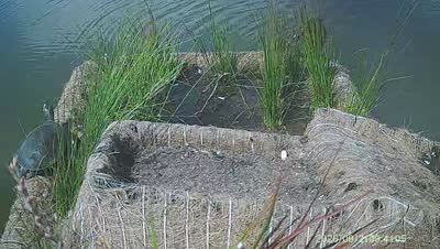 Turtle Island wildlife capture