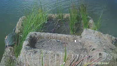 Turtle Island wildlife capture