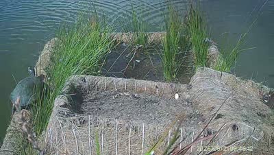 Turtle Island wildlife capture