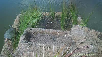 Turtle Island wildlife capture