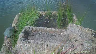 Turtle Island wildlife capture