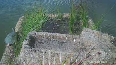 Turtle Island wildlife capture