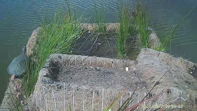 Turtle Island wildlife capture