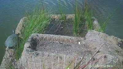 Turtle Island wildlife capture