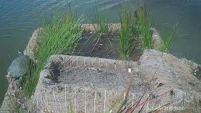 Turtle Island wildlife capture