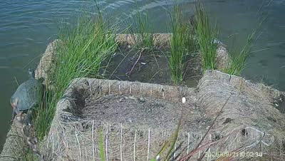 Turtle Island wildlife capture