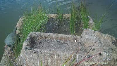 Turtle Island wildlife capture