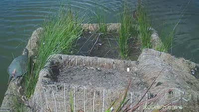 Turtle Island wildlife capture