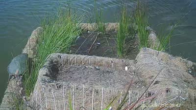 Turtle Island wildlife capture