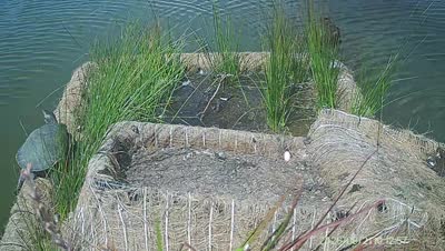 Turtle Island wildlife capture