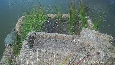 Turtle Island wildlife capture