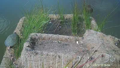 Turtle Island wildlife capture