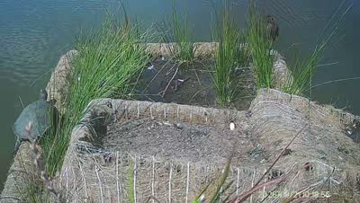 Turtle Island wildlife capture