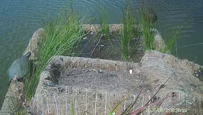 Turtle Island wildlife capture