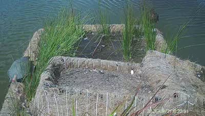 Turtle Island wildlife capture
