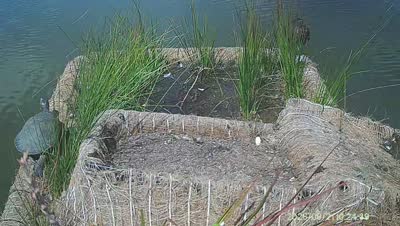 Turtle Island wildlife capture