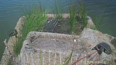 Turtle Island wildlife capture
